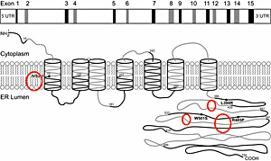 click to enlarge
